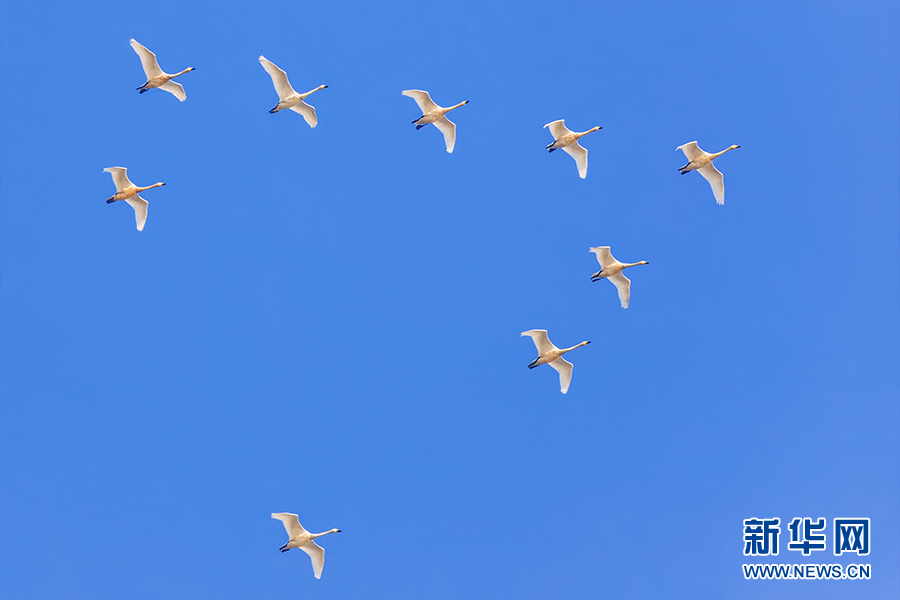 如约而至 数百只天鹅抵达武汉江夏鲁湖越冬栖息