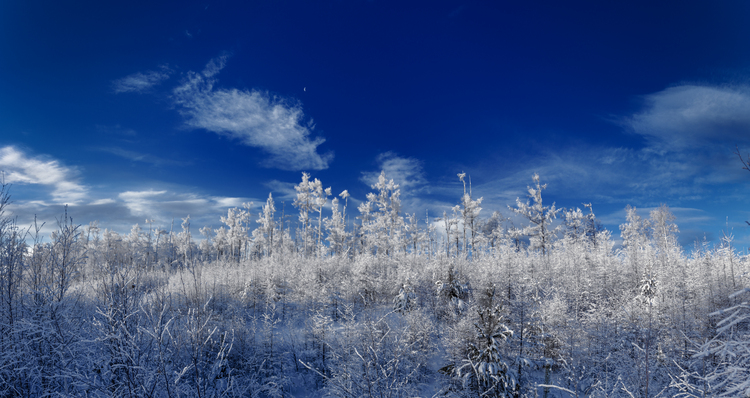 冬日莫尔道嘎：一路向北，越冷越热心_fororder_雪景与天空重合，似乎茸毛散落。武飞虎  拍摄