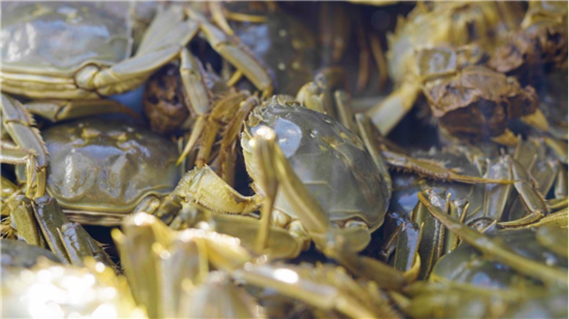 Tasting Huaiyang Cuisine along the Canal in Huai'an: Hongze Lake Hairy Crab - Bred by Hongze lake and Breeding Hongze Economy_fororder_图片 1