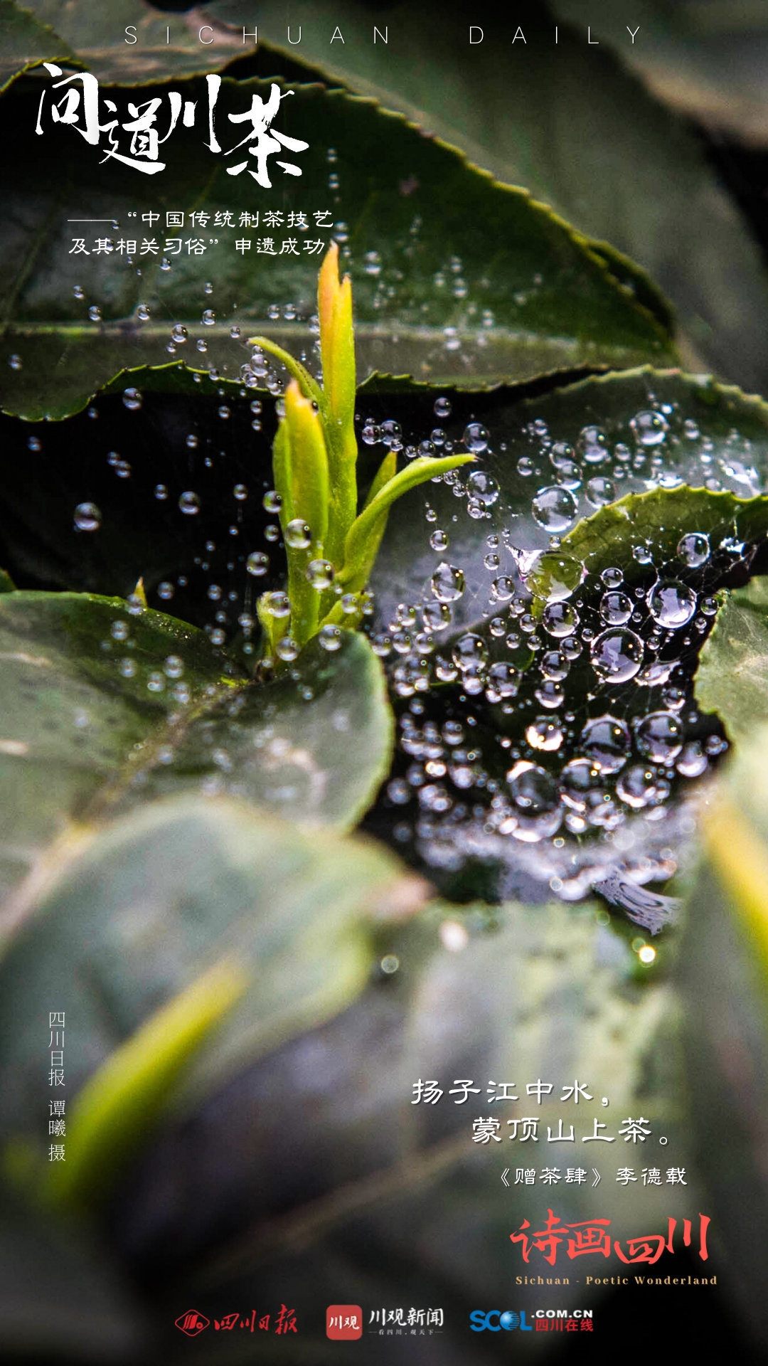 （转载）诗画四川｜ 问道川茶——中国传统制茶技艺及其相关习俗申遗成功