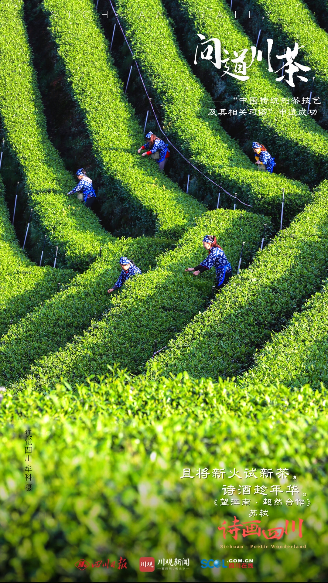 （转载）诗画四川｜ 问道川茶——中国传统制茶技艺及其相关习俗申遗成功