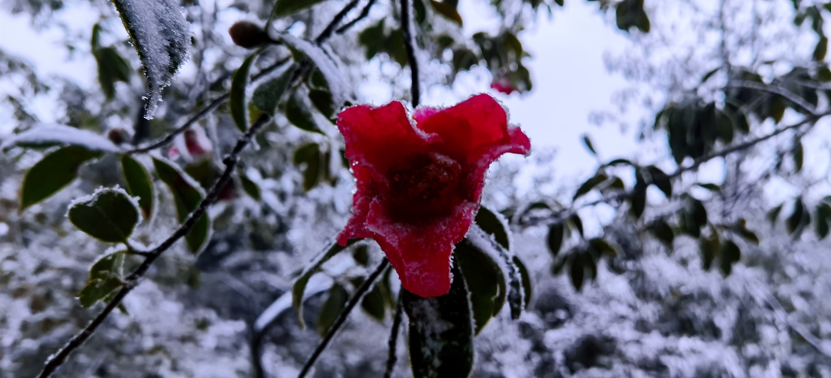 （转载）断崖式降温 泸州多地迎来今冬首场降雪