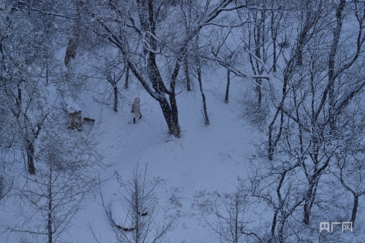 大连初雪，在冬天开始的这天