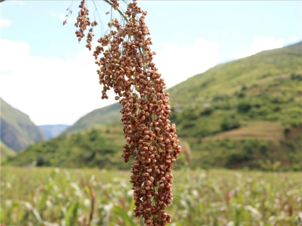 云南南华红土坡镇：高粱“映红”致富路