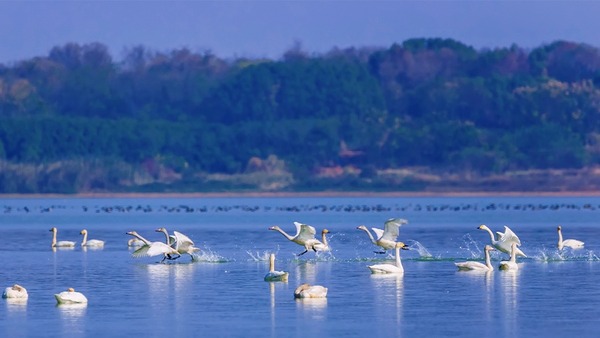 如約而至 數百隻天鵝抵達武漢江夏魯湖越冬棲息