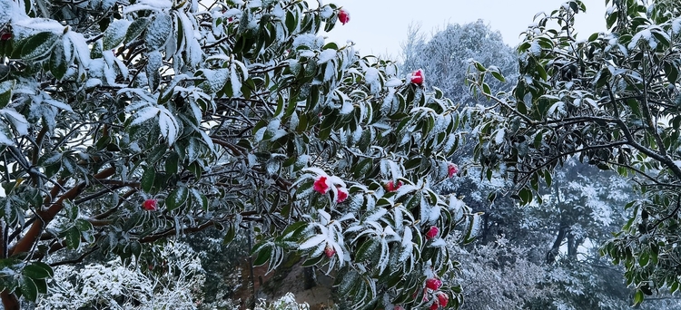 （轉載）斷崖式降溫 瀘州多地迎來今冬首場降雪