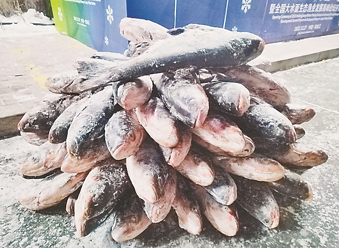 @哈尔滨市民 “鱼市节”开在龙江第一村
