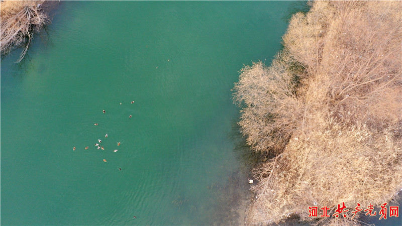 河北遷安：冬日水鳥舞翩翩