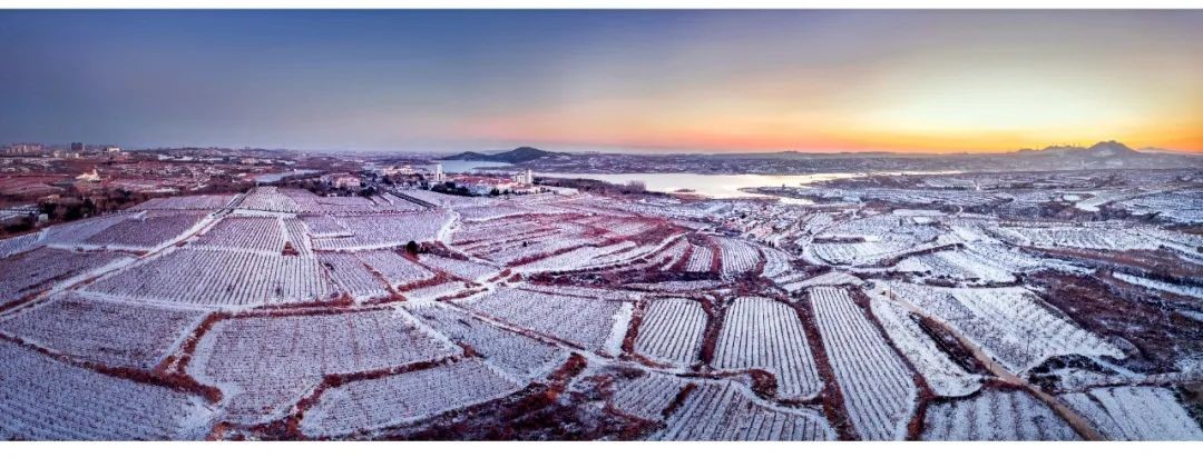 Живописный снежный вид прибрежного виноградника в районе Пэнлай_fororder_2