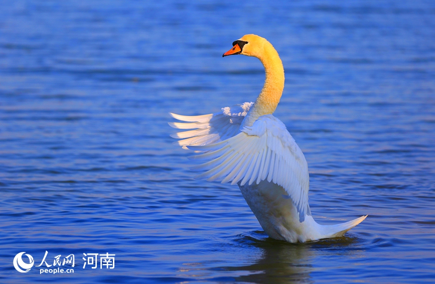 河南郑州：冬日暖阳天鹅舞