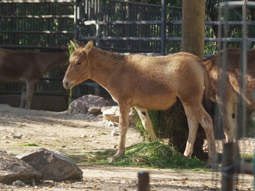 【文化旅游】上海动物园食草区升级 喜迎蒙古野驴一家三口