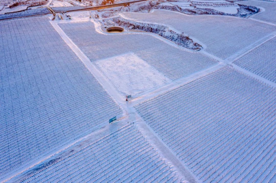 Живописный снежный вид прибрежного виноградника в районе Пэнлай_fororder_1