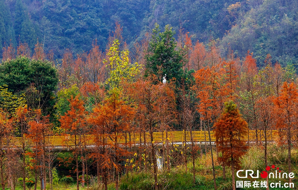 贵州六盘水：藏在初冬时节的秋景 如诗如画_fororder_3