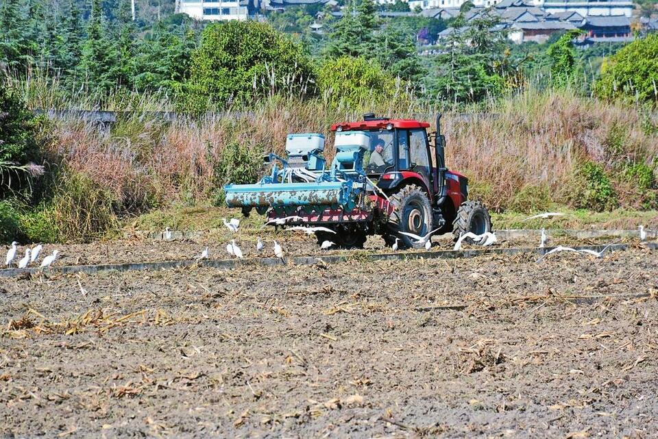 大理州18万亩油菜开始播种_fororder_a35