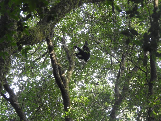 大理南涧：国家一级重点保护野生动物西黑冠长臂猿现身