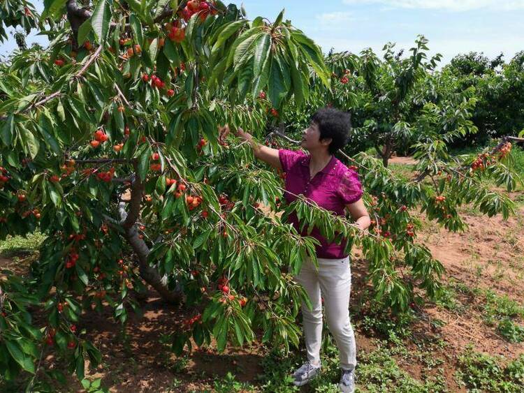 大連甜櫻桃入選國家重要特色物種育種聯合攻關名錄