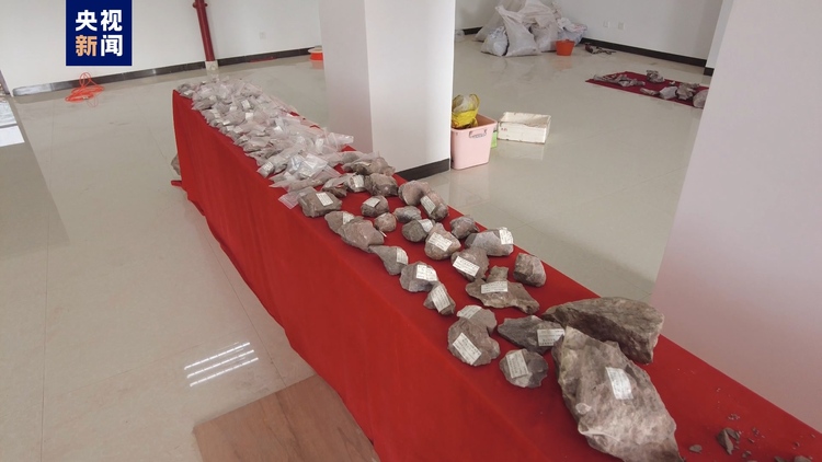 广西东兴发现的侏罗纪晚期恐龙化石修复工作已完成40%
