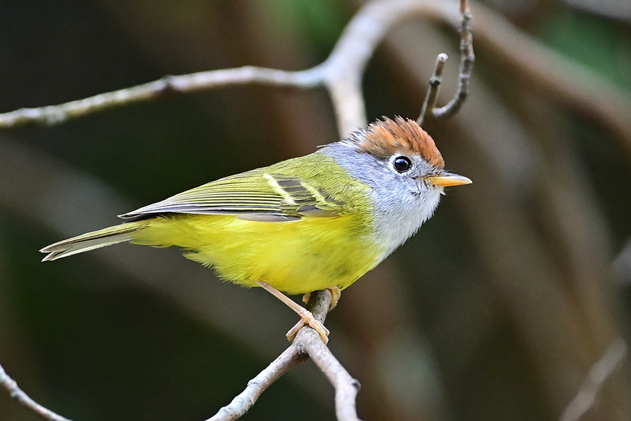 棕腹啄木鳥和栗頭鹟鶯現身 廈門野生鳥類紀錄已達431種