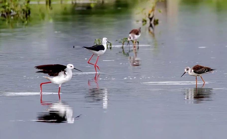 滇池鳥類“百曉生” 鏡頭記錄生物多樣性_fororder_4