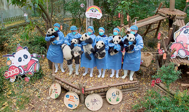 Greeting the New Year and Sending Blessings, Cute Giant Pandas at the Chengdu Panda Base Make a Group Appearance_fororder_圖片 1