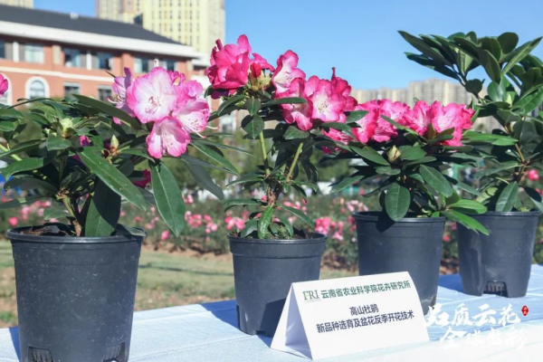 云南的鲜花如何实现品种突破