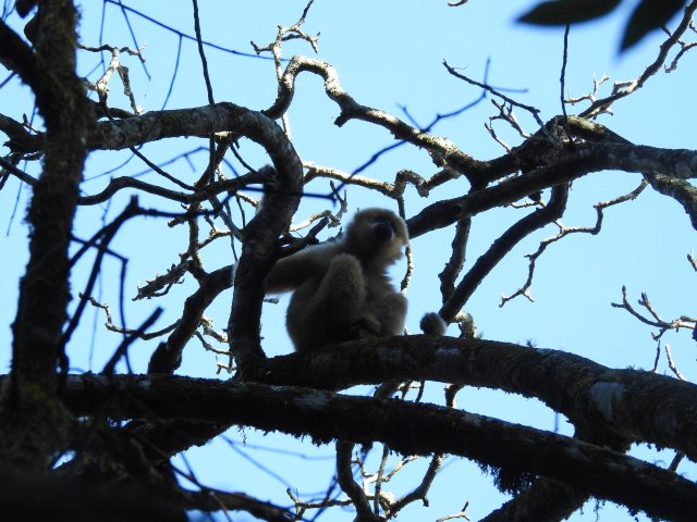 大理南涧：国家一级重点保护野生动物西黑冠长臂猿现身