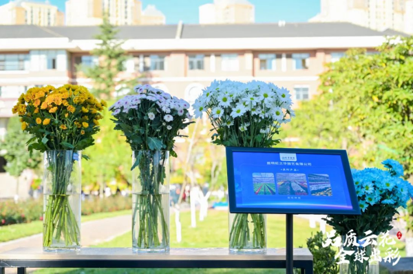 云南的鲜花如何实现品种突破