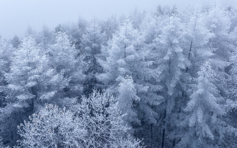 湖北建始：飛瞰林場初雪