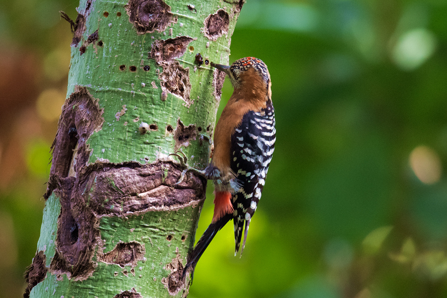 棕腹啄木鳥和栗頭鹟鶯現身 廈門野生鳥類紀錄已達431種