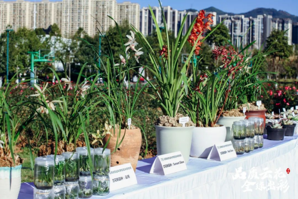 云南的鲜花如何实现品种突破