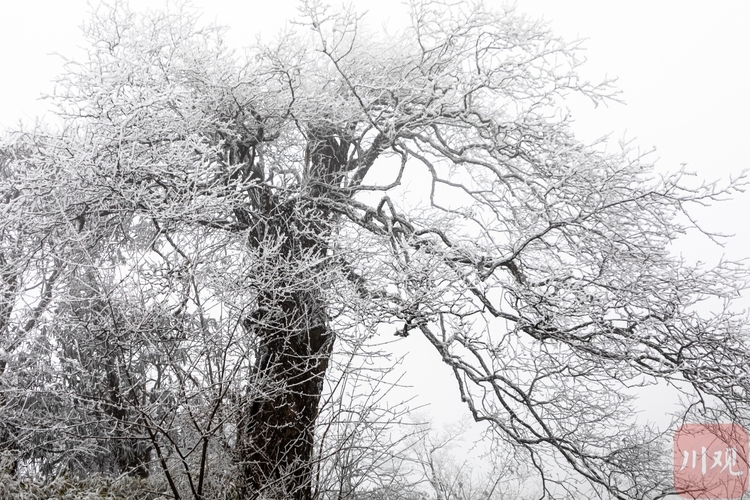 （转载）玉树琼枝裹银装 绵阳千佛山成冰雪仙界