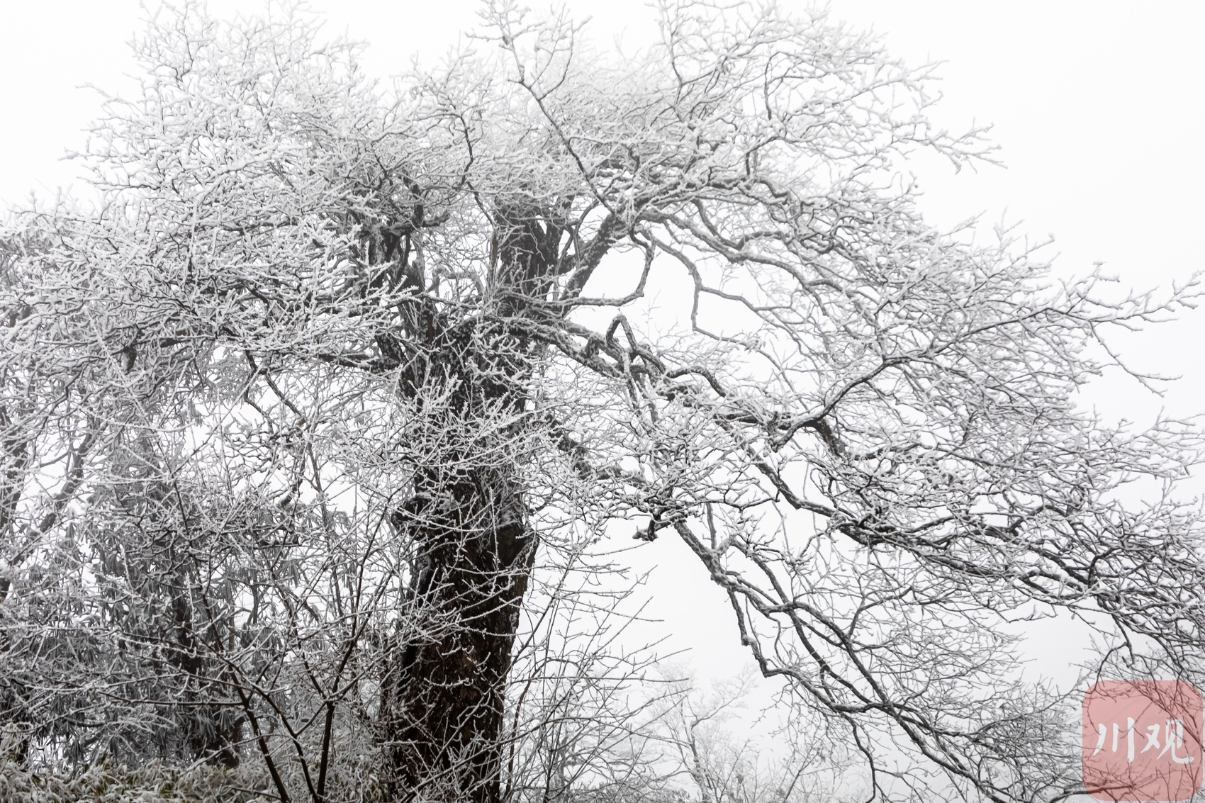 （转载）玉树琼枝裹银装 绵阳千佛山成冰雪仙境