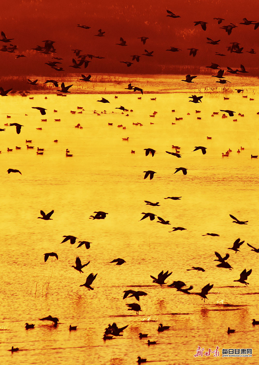 【輪播圖】武威：大漠平湖景如畫 上萬水鳥舞蹁躚_fororder_6