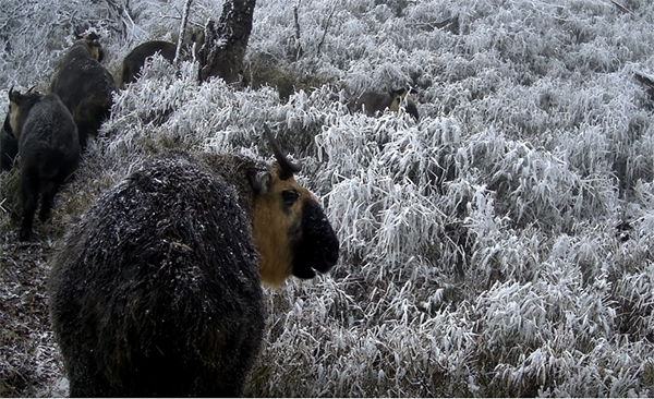 Fifty Smart Infrared Cameras Newly Installed In Chengdu Area Of Giant Panda National Park 3589