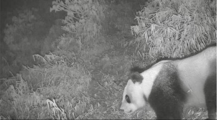 Fifty Smart Infrared Cameras Newly Installed in Chengdu Area of Giant Panda National Park_fororder_image001