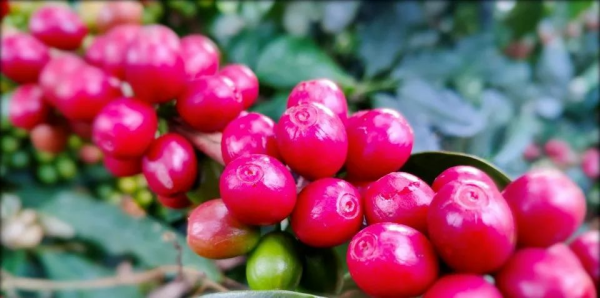 从豆到杯 云南咖啡到底好在哪