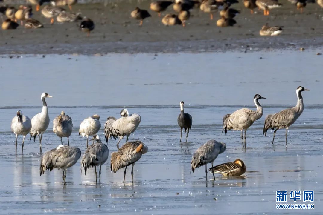 武汉：10万只候鸟飞临沉湖国际湿地