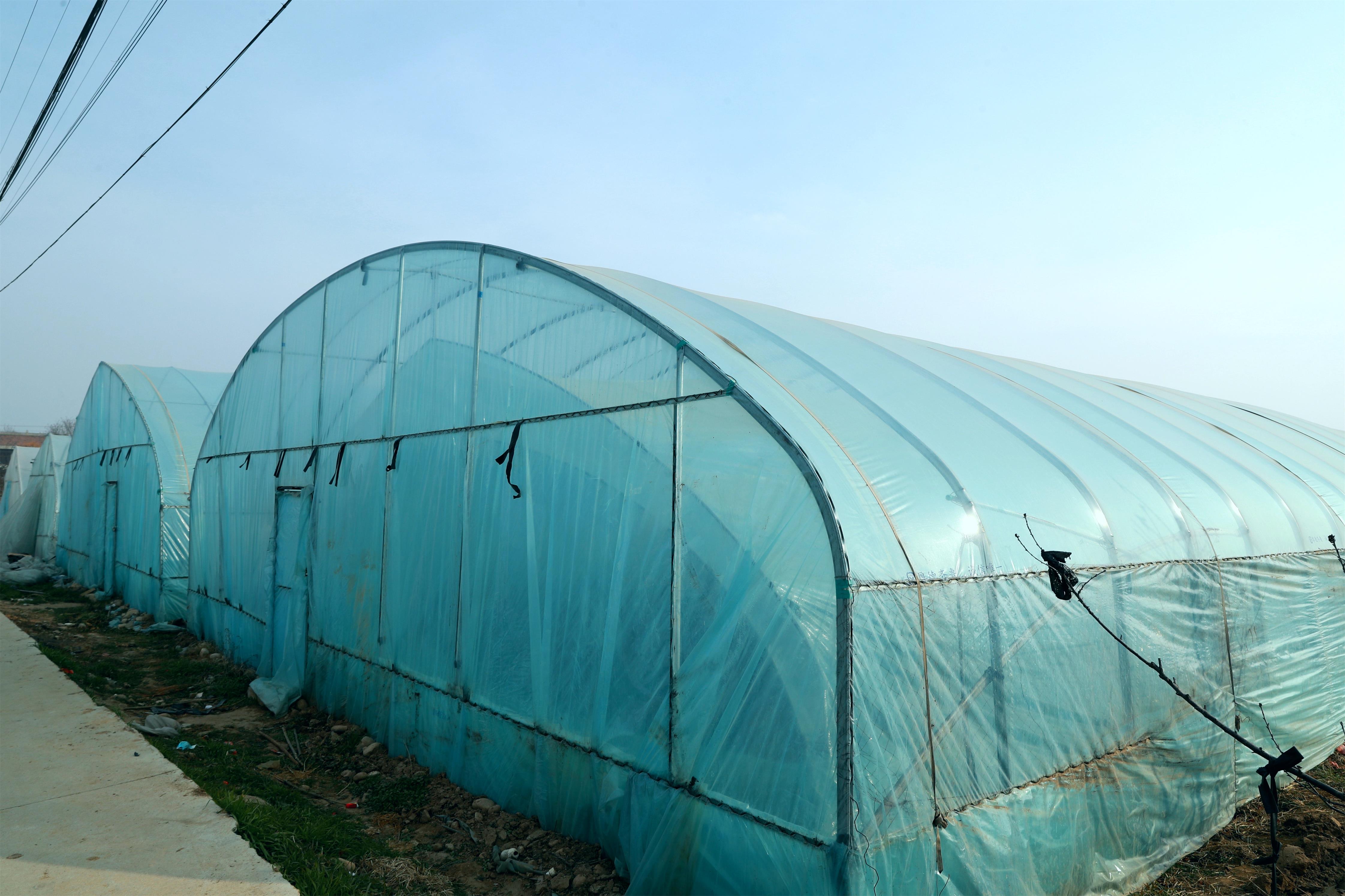 槐西村农民把小草莓种植成了亿元大产业