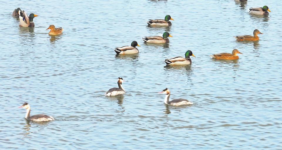 河南商丘：黃河故道 鳥類家園