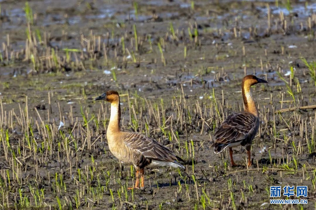 武汉：10万只候鸟飞临沉湖国际湿地