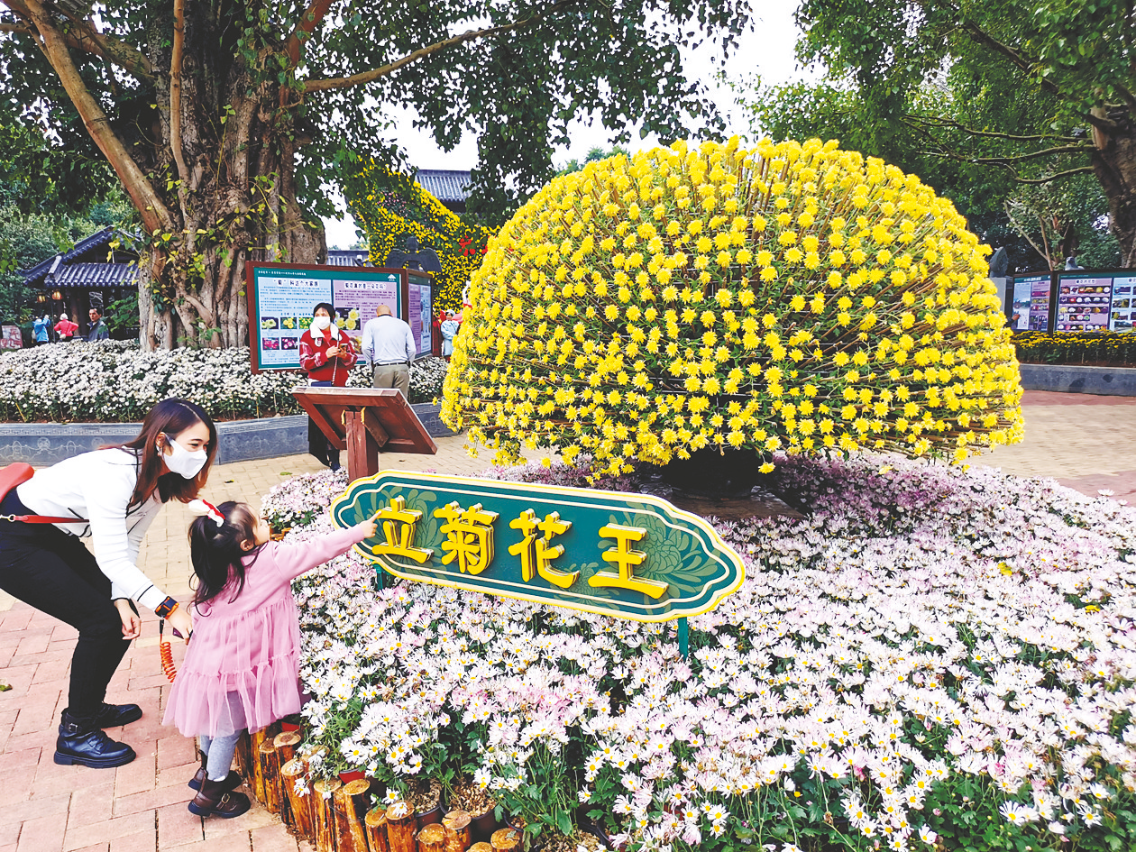 南寧市青秀山13萬盆菊花開正旺  遊客可賞花海