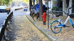 【文化旅游】最佳打卡时间到！上海“落叶不扫”景观道渐入佳境