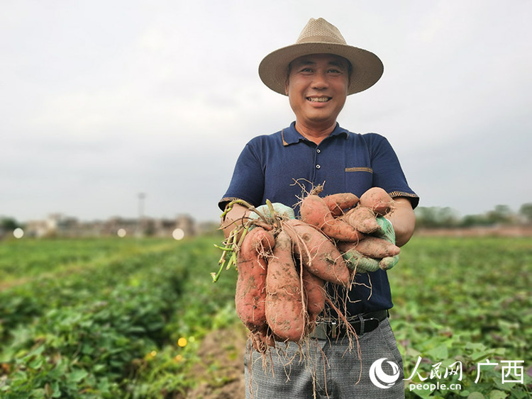 广西玉林：小红薯种出甜蜜大产业