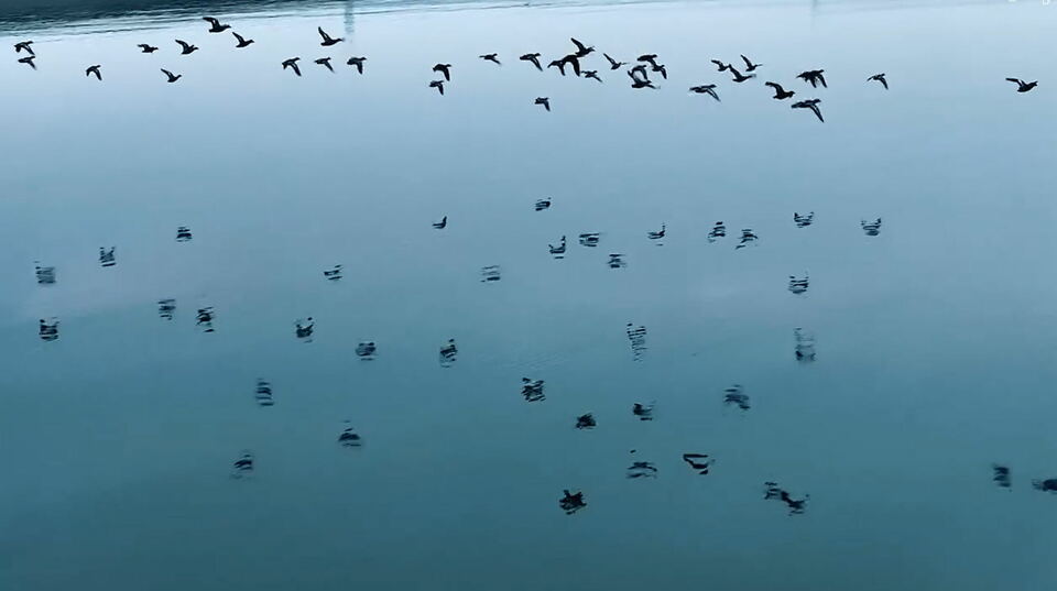 南陽鎮平：野鴨遊弋景如畫_fororder_野鴨在水面上飛 攝影 牛儒