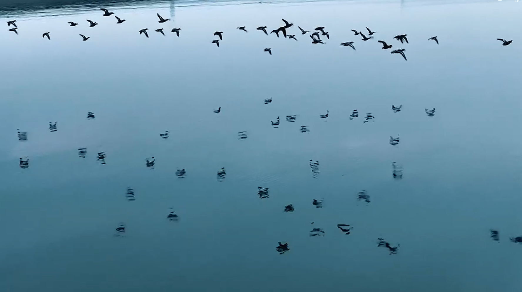 南阳镇平：野鸭游弋景如画_fororder_野鸭在水面上飞 摄影 牛儒