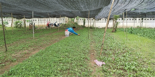 “试验站帮我们老挝发展现代农业”