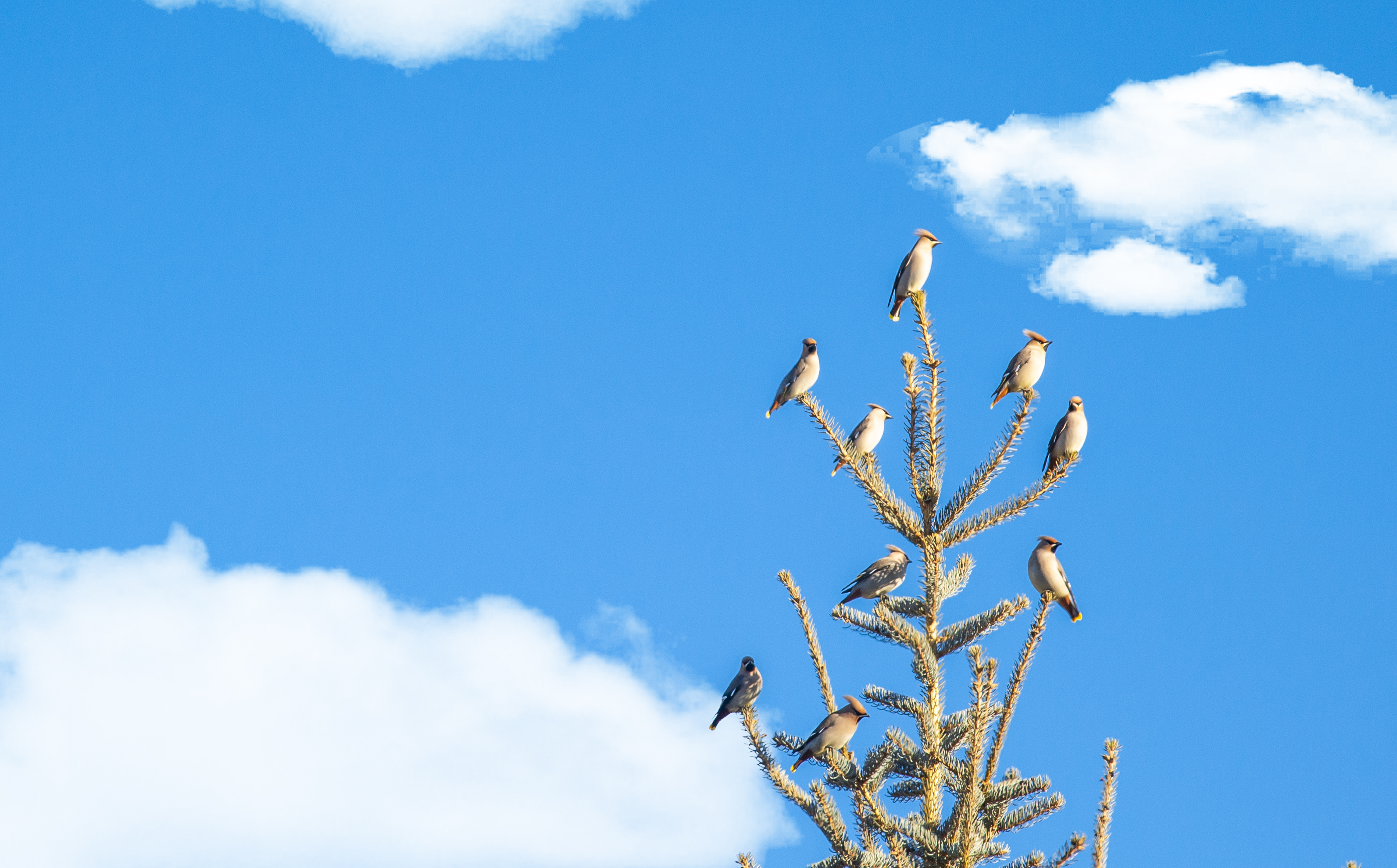 冬季的綽爾林區 另一個世界的煙火人間_fororder_17