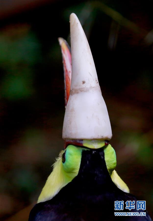 3D列印技術助斷喙巨嘴鳥“重生”