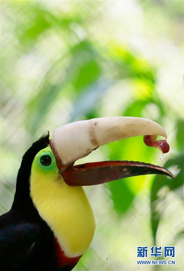 3D列印技術助斷喙巨嘴鳥“重生”