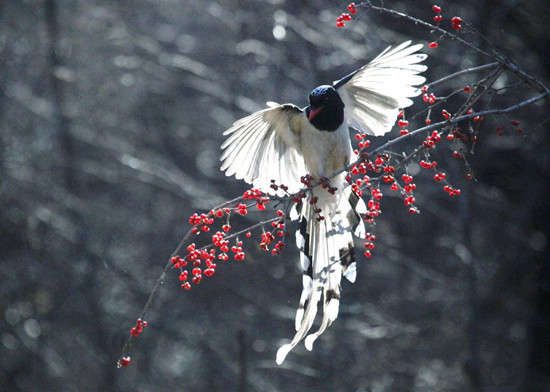 初冬，红嘴蓝鹊捕食欢_fororder_4